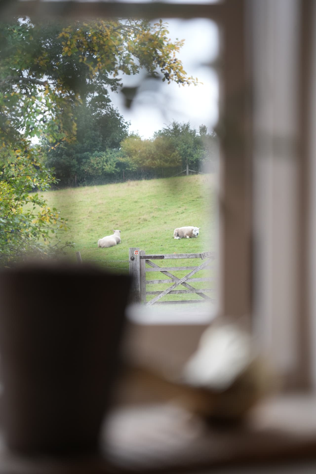 Sheep resting on the hillside beyond a gate